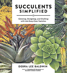 succulents-simplified-h250px